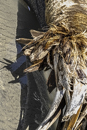 gallery/b-plants/1.jpg