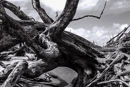 gallery/b-plants/11.jpg