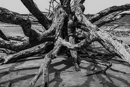 gallery/b-plants/12.jpg