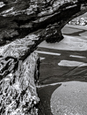 gallery/b-plants/13.jpg