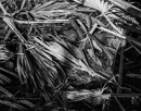 gallery/b-plants/14.jpg