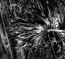gallery/b-plants/15.jpg