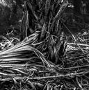 gallery/b-plants/16.jpg