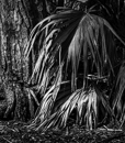 gallery/b-plants/17.jpg