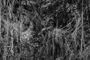 gallery/b-plants/18.jpg