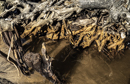 gallery/b-plants/2.jpg