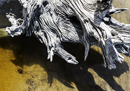 gallery/b-plants/4.jpg