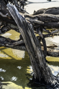 gallery/b-plants/6.jpg