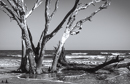 gallery/b-plants/7.jpg