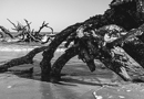 gallery/b-plants/8.jpg
