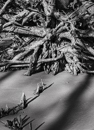 gallery/b-plants/9.jpg